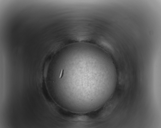 X0000088390210200705291415