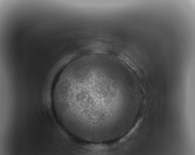 X0000088390245200705291414