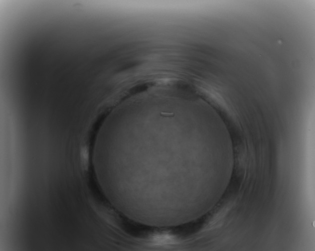 X0000088390262200705291414