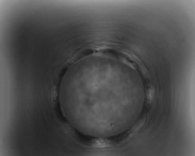 X0000088390372200705291413