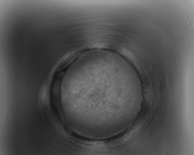 X0000088390395200705291412