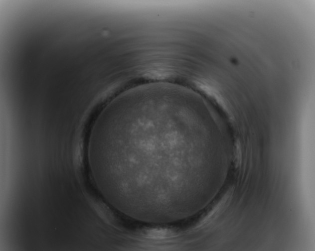 X0000088390400200705291412