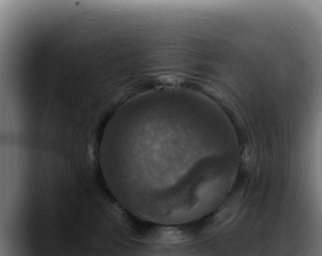 X0000088390424200705291412