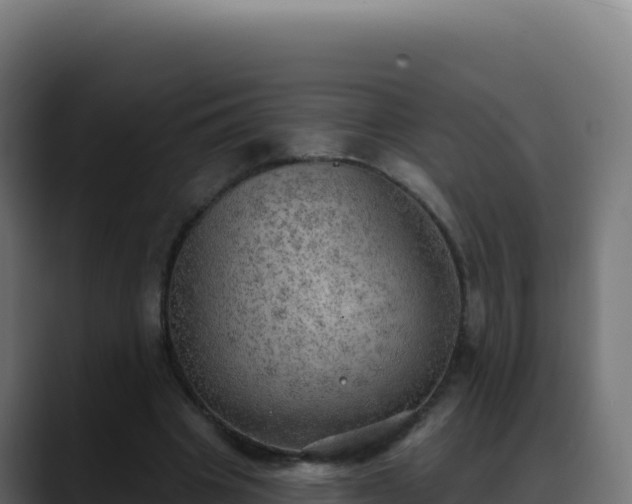 X0000088390441200705291411