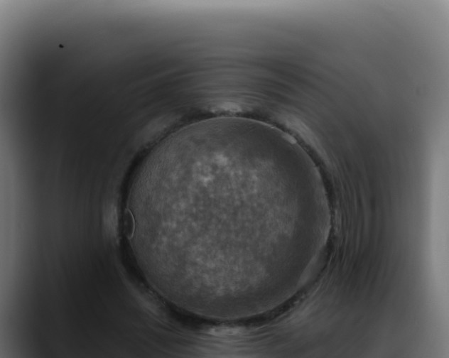 X0000088390444200705291411