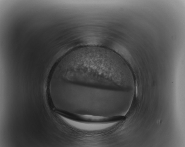 X0000088390483200705291411