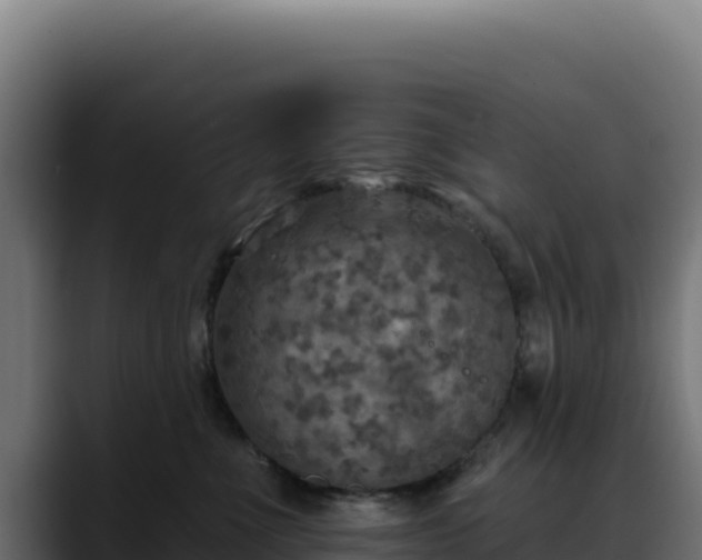 X0000088390523200705291411