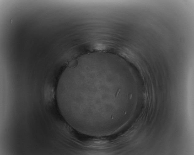 X0000088390555200705291410