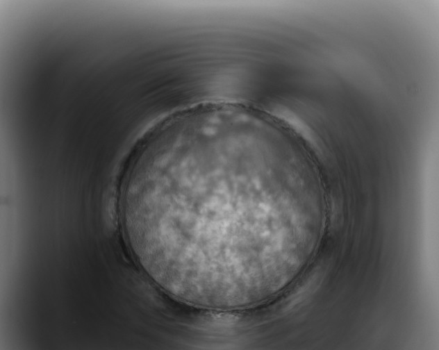 X0000088390878200705291406