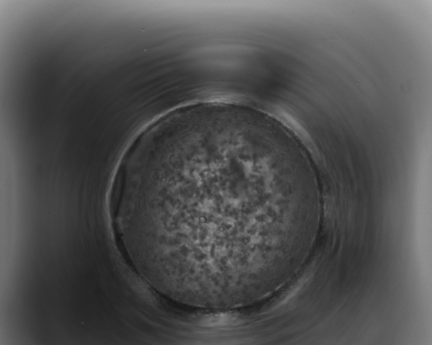 X0000088390891200705291406