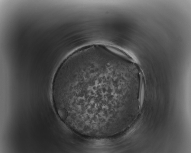 X0000088390895200705291406