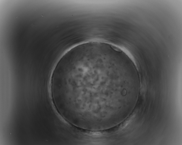 X0000088390911200705291405