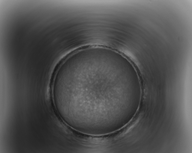 X0000088390928200705291405