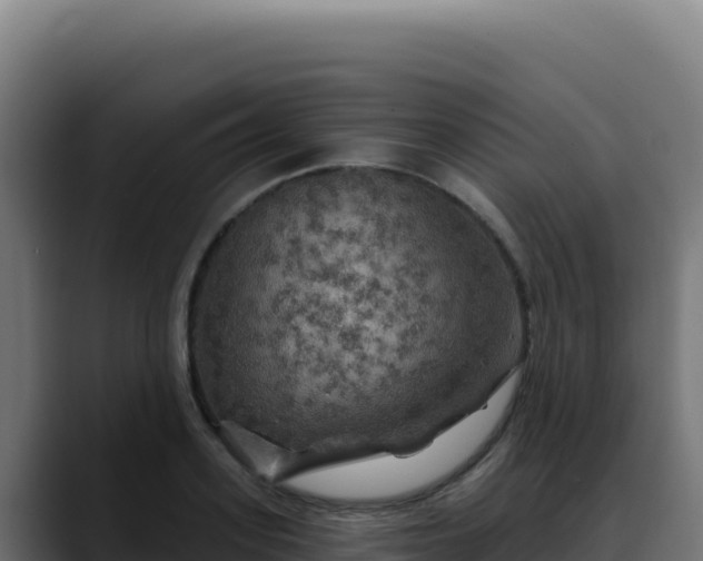 X0000088390939200705291405