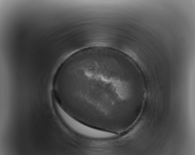 X0000088391030200705291404