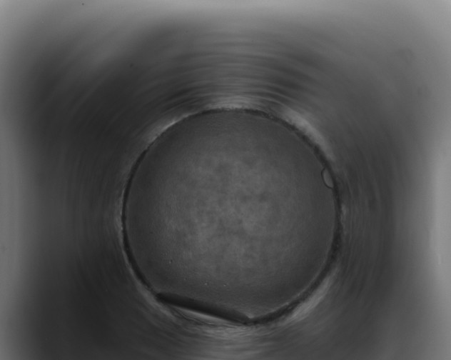 X0000088391033200705291404