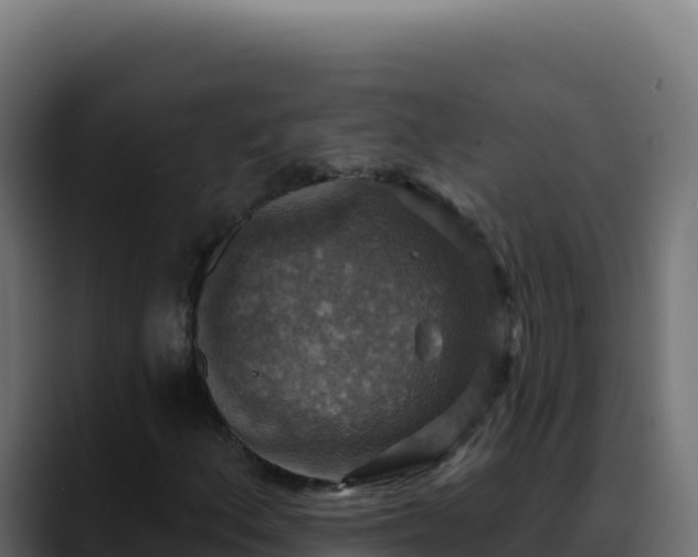 X0000088391156200705291402