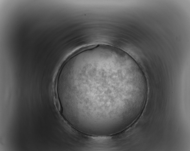 X0000088391200200705291402