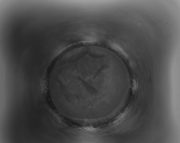 X0000088391208200705291401