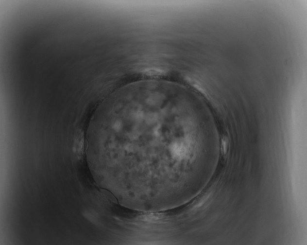 X0000088391251200705291401