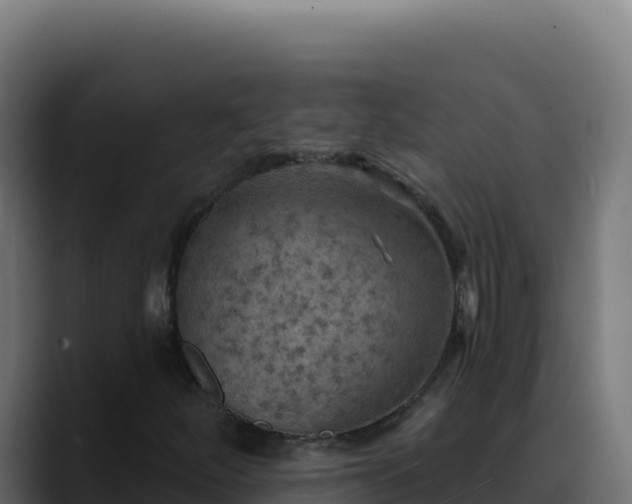 X0000088391252200705291401