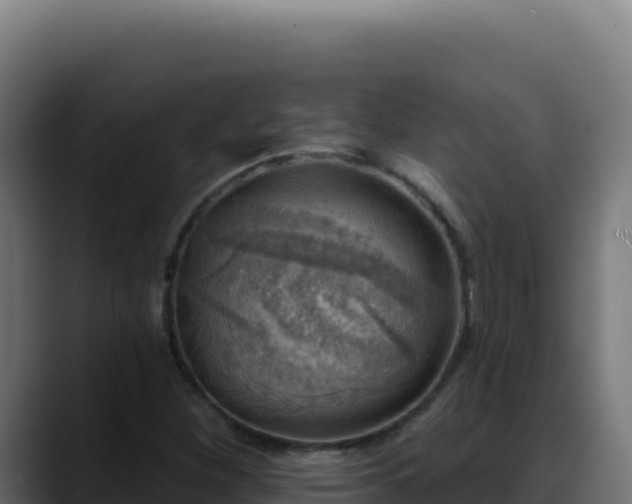 X0000088391260200705291401