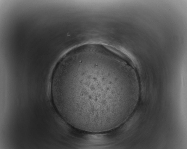 X0000088391272200705291401