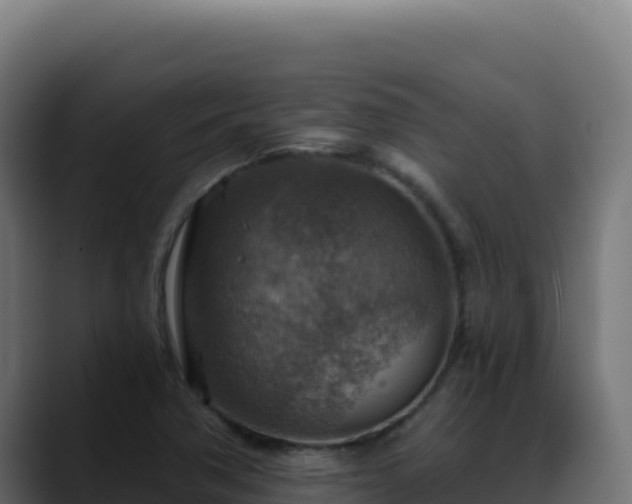 X0000088391362200705291359