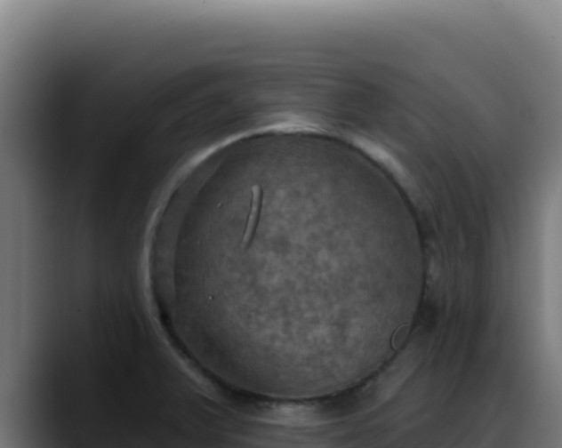 X0000088391375200705291359