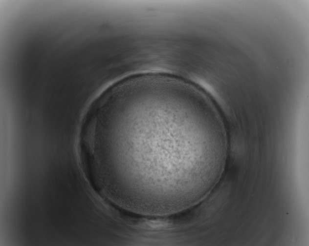 X0000088391460200705291358