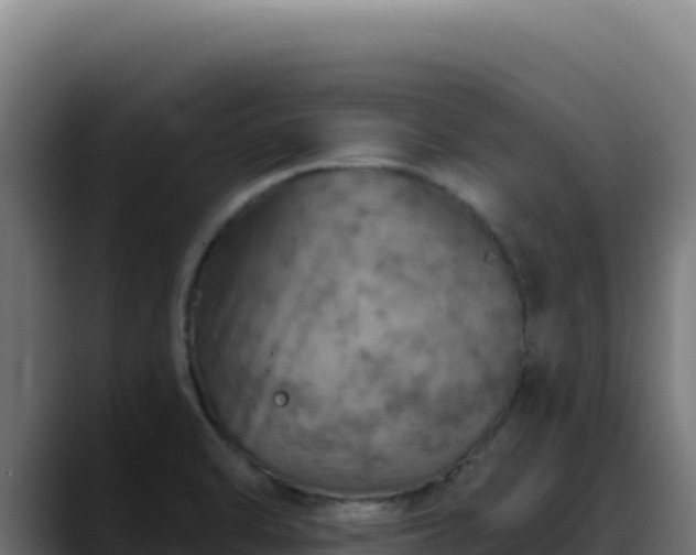 X0000088391470200705291358