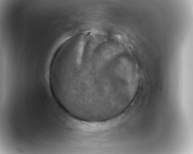 X0000088390006200706051126