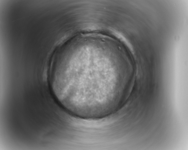 X0000088390010200706051126