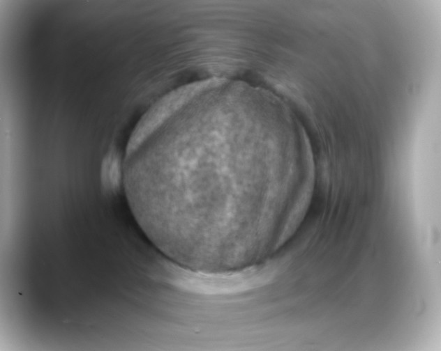 X0000088390042200706051125