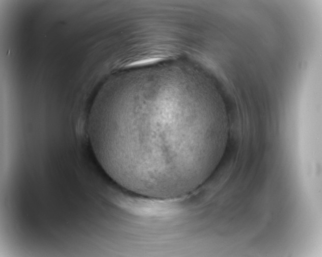 X0000088390044200706051125