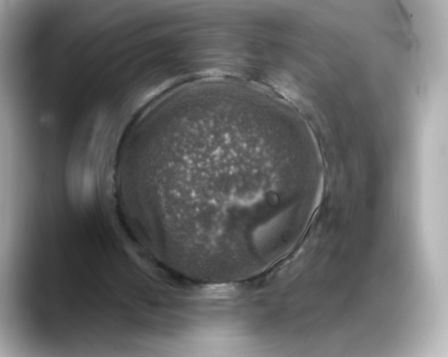 X0000088390050200706051125