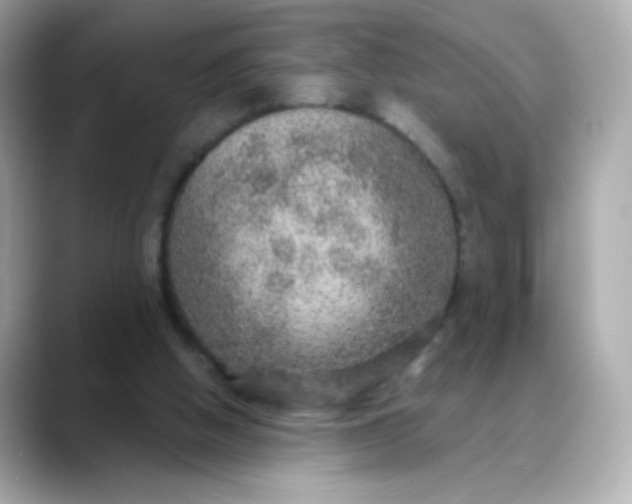 X0000088390058200706051125