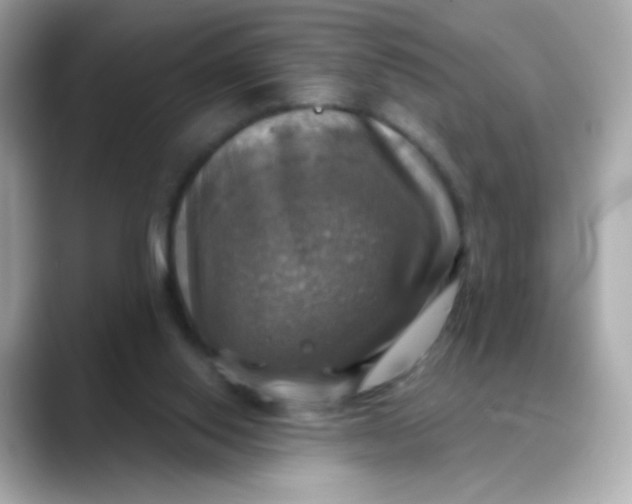 X0000088390062200706051125