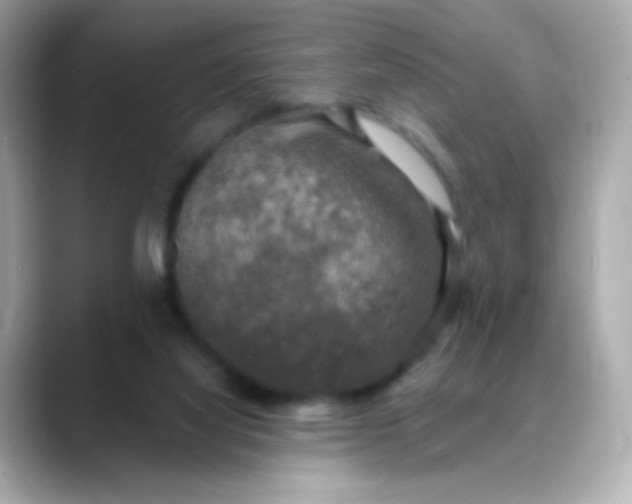 X0000088390068200706051125