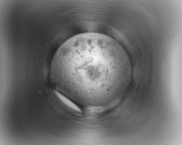 X0000088390073200706051125