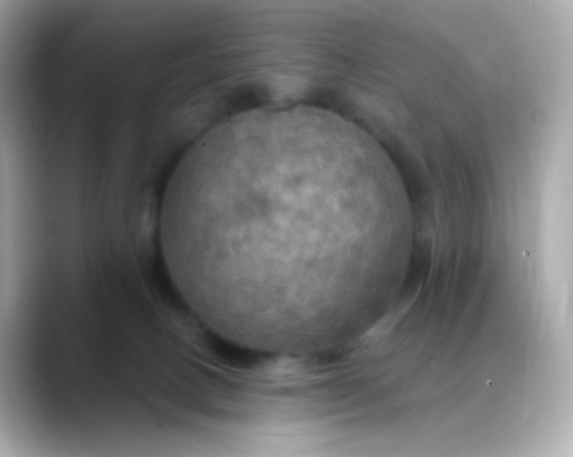 X0000088390082200706051125