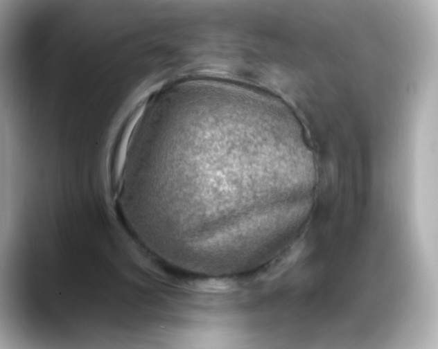 X0000088390102200706051125