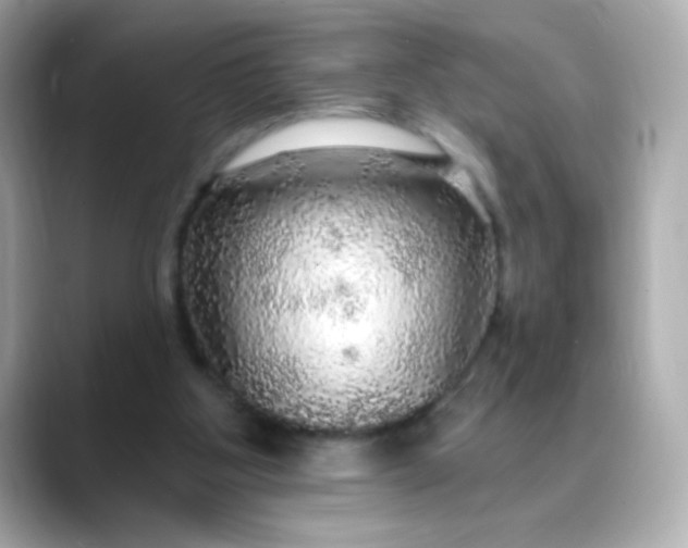 X0000088390107200706051124