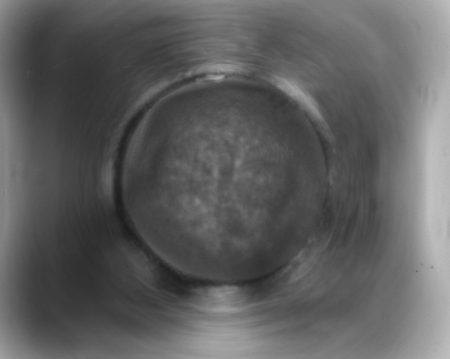 X0000088390108200706051124