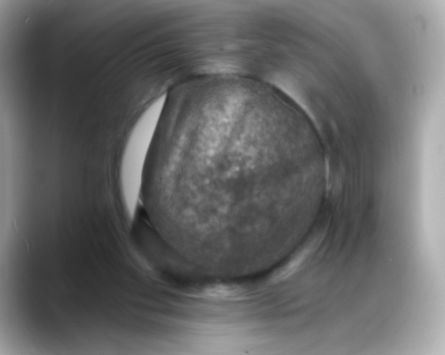 X0000088390109200706051124