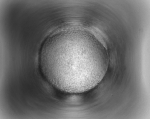 X0000088390111200706051124