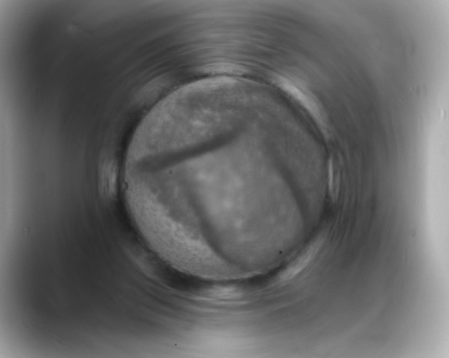 X0000088390157200706051124