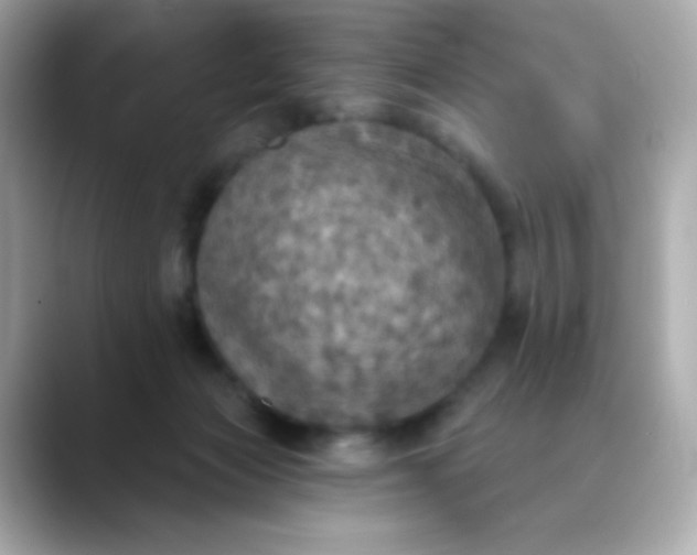 X0000088390173200706051124