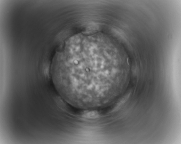 X0000088390185200706051124