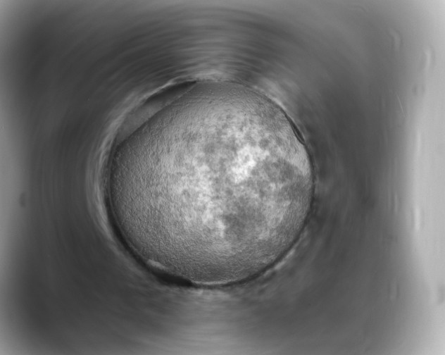 X0000088390193200706051123